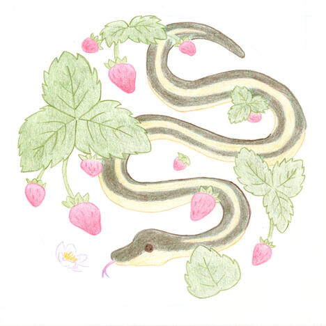 snakes and strawberries