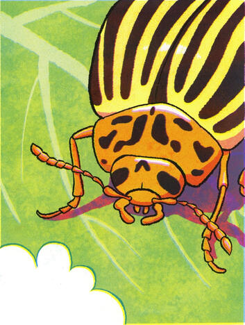 Potato Beetle Stamp